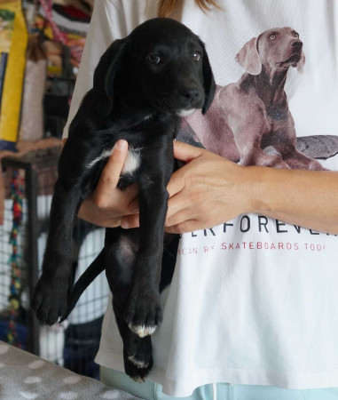 Ringo